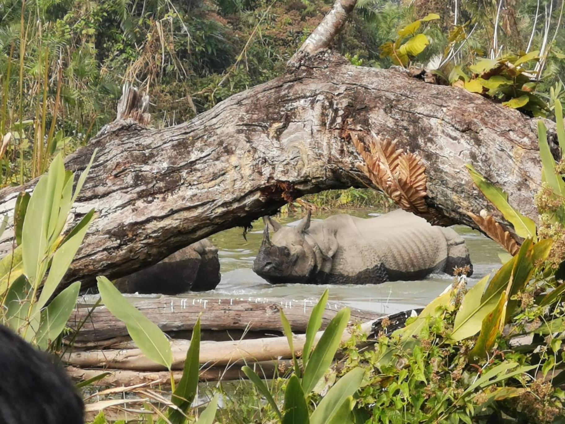 Bamby Chilling House - Feel The Nature Sauraha Eksteriør bilde