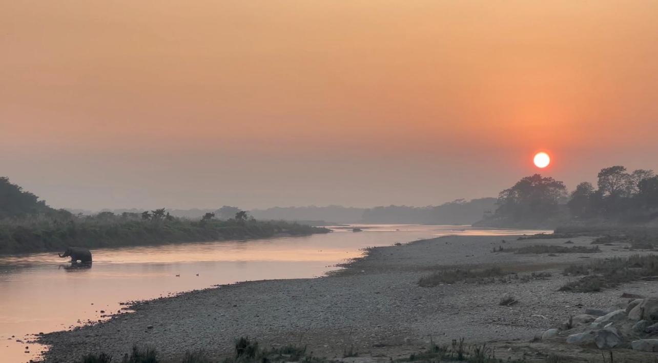 Bamby Chilling House - Feel The Nature Sauraha Eksteriør bilde